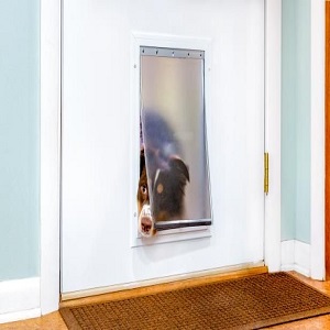 Why You Should Install A Doggie Door